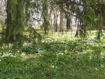 Spring meadow with blooming wood anemones in the forestの写真素材