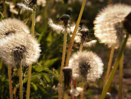 Dandelions in the meadow. Dandelion seeds close-up. Dandelions in the evening sun.の写真素材