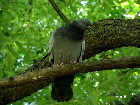 The blue rock pigeon sits on a tree branch                  の写真素材