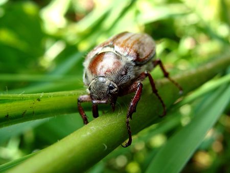 The may-bug                               