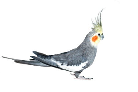 Birdの写真素材