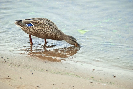 Duckの写真素材