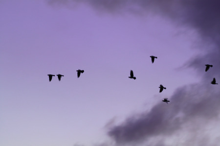 Silhouette of bird 