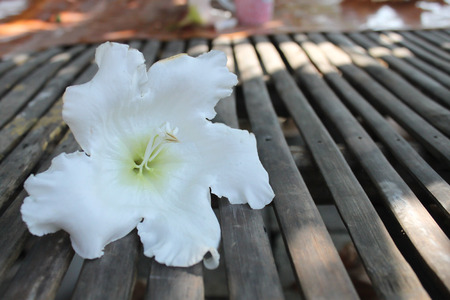 Easter Lily Vine の写真素材