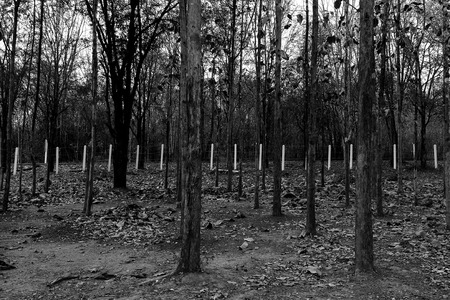 The black forest.の写真素材