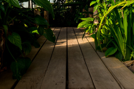 Wood bridge into swampの写真素材