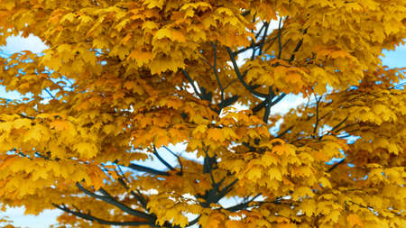 maple with gorgeous autumn yellow foliage 3d illustration