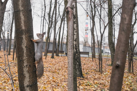 squirrel sitting on a tree in an interesting pose in a city parkの写真素材