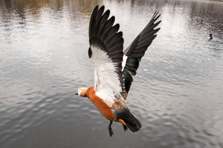 orange duck in flight with open wings over a pond close-upの写真素材