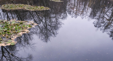 reflection of trees in an autumn pond with water lilies in cloudy weather