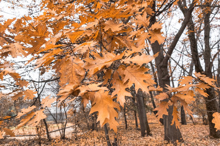 yellow oak leaves close-up in the park in autumn