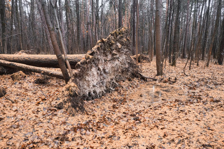 fallen tree in the autumn forest strewn with yellow Christmas tree needles in cloudy weatherの写真素材