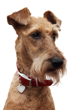 Dog of breed the Irish terrier on a white background の写真素材