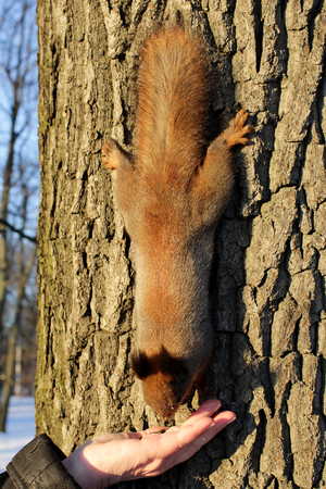 A squirrel on a tree eats a feed の写真素材