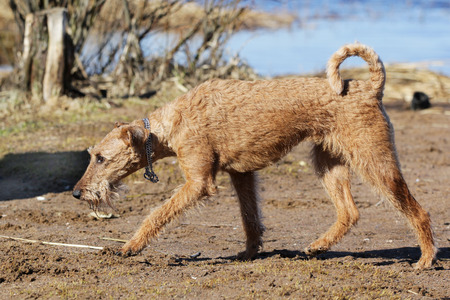 Dog of breed the Irish terrier ashore lakeの写真素材