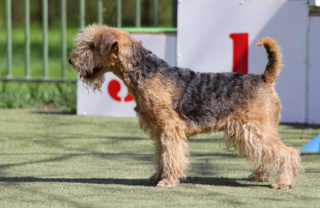 Dog of breed Lakeland Terrier on the competitions of Agilityの写真素材