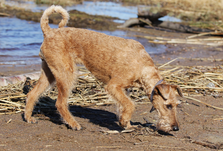 Dog of breed the Irish terrier ashore lakeの写真素材