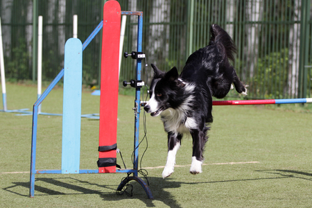 Dog of breed  Border Collie on the competitions of agility trialsの写真素材