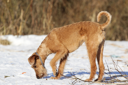 Dog of breed the Irish terrier in winter on a walkの写真素材