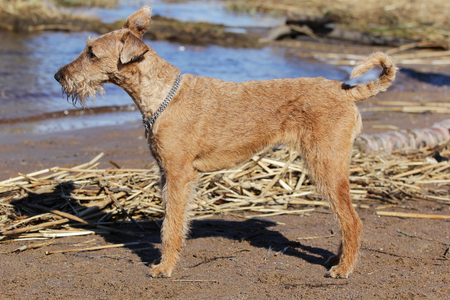 Dog of breed the Irish terrier ashore lakeの写真素材