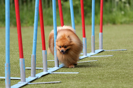 Dog of breed German Spire on the competitions of Agilityの写真素材
