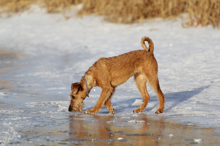 Dog of breed the Irish terrier on a walk in winterの写真素材