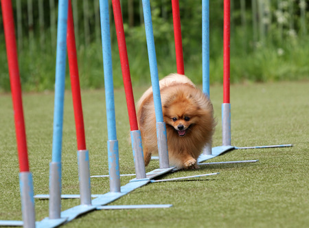Dog of breed German Spire on the competitions of Agilityの写真素材