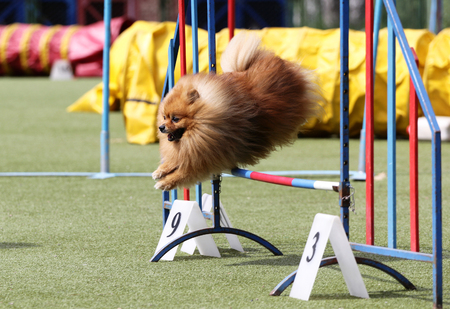Dog of breed German Spire on the competitions of Agilityの写真素材