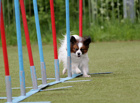 Dog of breed Continental Toy Spaniel Papillon on the route of Agilityの写真素材
