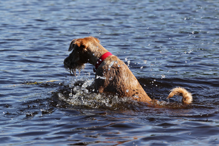 Dog of breed the Irish terrier floats in a lakeの写真素材
