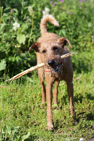 Dog of breed the Irish terrier on a walk in-fieldの写真素材