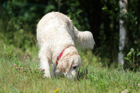 White dog of breed Labrador on a walk in-fieldの写真素材
