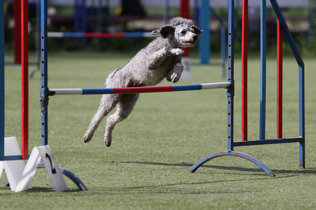 Dog breed poodle for the Agility courseの写真素材