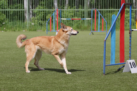 Dog on the competitions of Agilityの写真素材