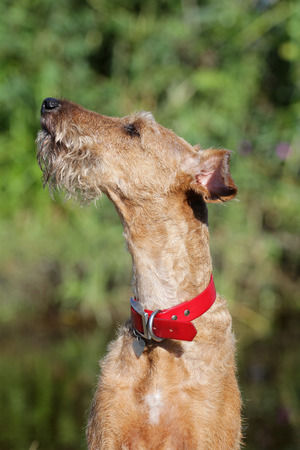 Dog of breed the Irish terrier on a walk in-field

の写真素材