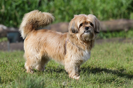 Little dog on a walk in-fieldの写真素材