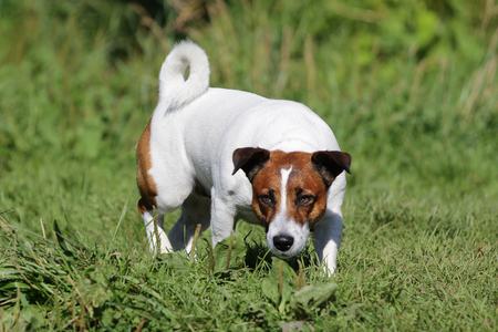 Dog of breed Jack Russell Terrier on a walkの写真素材