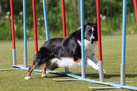 Dog of breed  Border Collie on the competitions of agility trialsの写真素材
