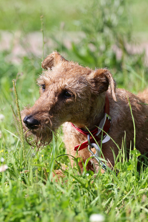 Dog of breed the Irish terrier on a walk in-fieldの写真素材