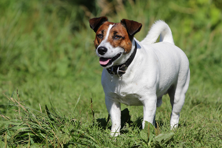 Dog of breed Jack Russell Terrier on a walkの写真素材