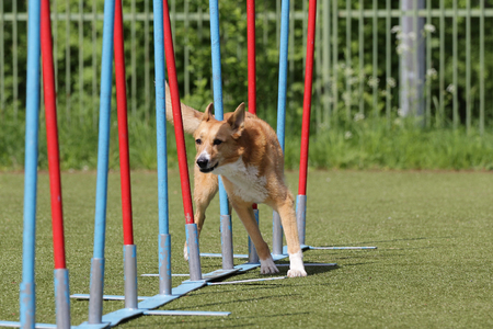 Dog on the competitions of Agilityの写真素材
