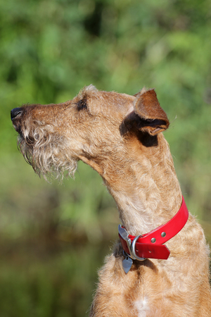 Dog of breed the Irish terrier on a walk in-fieldの写真素材