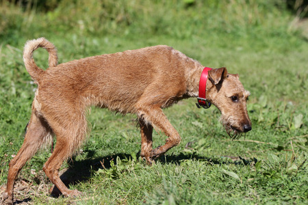 Dog of breed the Irish terrier in-field on a walkの写真素材