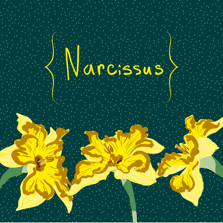 narcissus flower card element yellow on tealのイラスト素材
