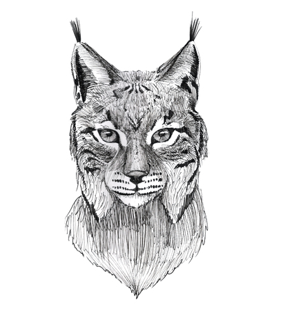 Black Ink Tattoo Hand Drawn Lynx Portraitの写真素材