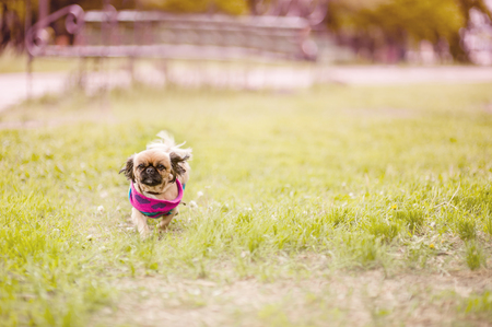 Pekingese dog walk in park in coatの写真素材