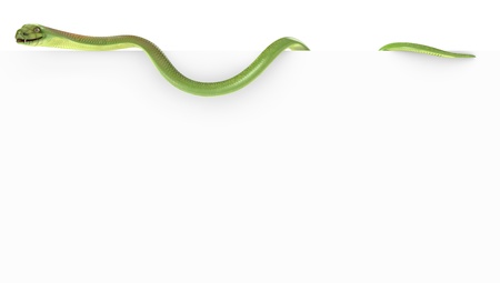 Blank paper with cobra on the top, isolated on white backgroundの写真素材