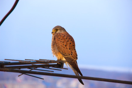 Beautiful hawk. Beautiful falcon. Wonderful hawk. Wonderful falcon. Sitting falcon. Young falcon. Wild bird.  Raptorial bird which is resting in the evening.の写真素材