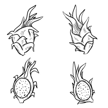 Vector illustration with sketch dragon fruits. Set of doodle dragon fruits on white background. Handy drawn fruits.のイラスト素材