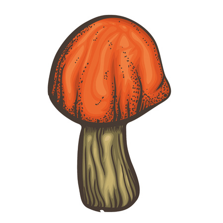 Vector illustration with good for eat mushroom on white background.のイラスト素材